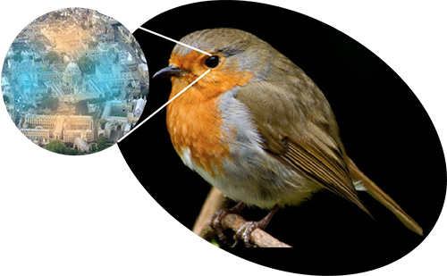 Robin with Oxford aerial view